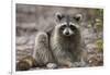 Raccoon, Procyon Lotor, Florida, USA-Maresa Pryor-Framed Photographic Print