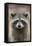 Raccoon, Procyon Lotor, Florida, USA-Maresa Pryor-Framed Stretched Canvas