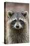 Raccoon, Procyon Lotor, Florida, USA-Maresa Pryor-Stretched Canvas