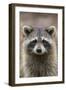 Raccoon, Procyon Lotor, Florida, USA-Maresa Pryor-Framed Premium Photographic Print