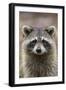 Raccoon, Procyon Lotor, Florida, USA-Maresa Pryor-Framed Premium Photographic Print