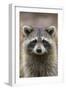 Raccoon, Procyon Lotor, Florida, USA-Maresa Pryor-Framed Premium Photographic Print