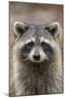 Raccoon, Procyon Lotor, Florida, USA-Maresa Pryor-Mounted Premium Photographic Print