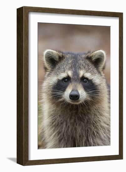 Raccoon, Procyon Lotor, Florida, USA-Maresa Pryor-Framed Photographic Print