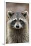 Raccoon, Procyon Lotor, Florida, USA-Maresa Pryor-Framed Photographic Print