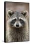 Raccoon, Procyon Lotor, Florida, USA-Maresa Pryor-Framed Stretched Canvas