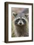 Raccoon, Procyon Lotor, Florida, Usa-Maresa Pryor-Framed Photographic Print