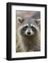 Raccoon, Procyon Lotor, Florida, Usa-Maresa Pryor-Framed Photographic Print