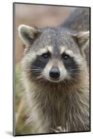 Raccoon, Procyon Lotor, Florida, Usa-Maresa Pryor-Mounted Photographic Print