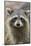 Raccoon, Procyon Lotor, Florida, Usa-Maresa Pryor-Mounted Photographic Print