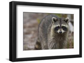 Raccoon, Procyon Lotor, Florida, Usa-Maresa Pryor-Framed Photographic Print