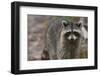 Raccoon, Procyon Lotor, Florida, Usa-Maresa Pryor-Framed Photographic Print