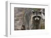 Raccoon, Procyon Lotor, Florida, Usa-Maresa Pryor-Framed Photographic Print