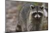 Raccoon, Procyon Lotor, Florida, Usa-Maresa Pryor-Mounted Photographic Print