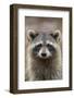 Raccoon, Procyon Lotor, Florida, USA-Maresa Pryor-Framed Photographic Print