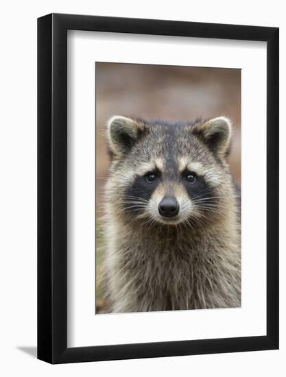 Raccoon, Procyon Lotor, Florida, USA-Maresa Pryor-Framed Photographic Print