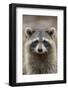 Raccoon, Procyon Lotor, Florida, USA-Maresa Pryor-Framed Photographic Print