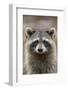 Raccoon, Procyon Lotor, Florida, USA-Maresa Pryor-Framed Photographic Print