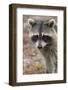 Raccoon, Procyon Lotor, Florida, USA-Maresa Pryor-Framed Photographic Print