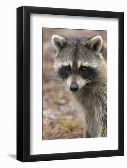 Raccoon, Procyon Lotor, Florida, USA-Maresa Pryor-Framed Photographic Print