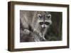 Raccoon, Procyon Lotor, Florida, USA-Maresa Pryor-Framed Photographic Print