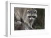 Raccoon, Procyon Lotor, Florida, USA-Maresa Pryor-Framed Photographic Print