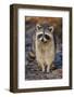 Raccoon, Procyon Lotor, Florida, USA-Maresa Pryor-Framed Photographic Print