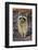 Raccoon, Procyon Lotor, Florida, USA-Maresa Pryor-Framed Photographic Print