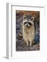 Raccoon, Procyon Lotor, Florida, USA-Maresa Pryor-Framed Photographic Print