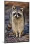 Raccoon, Procyon Lotor, Florida, USA-Maresa Pryor-Mounted Photographic Print