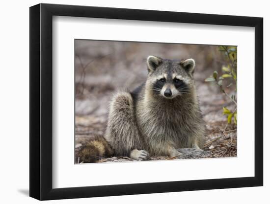 Raccoon, Procyon Lotor, Florida, USA-Maresa Pryor-Framed Photographic Print