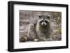 Raccoon, Procyon Lotor, Florida, USA-Maresa Pryor-Framed Photographic Print