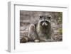 Raccoon, Procyon Lotor, Florida, USA-Maresa Pryor-Framed Photographic Print