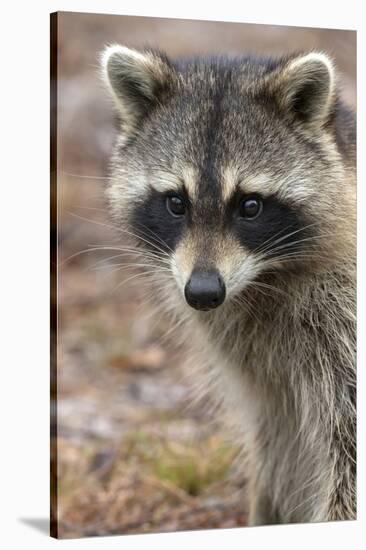 Raccoon, Procyon Lotor, Florida, USA-Maresa Pryor-Stretched Canvas