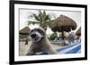 Raccoon (Procyon Lotor) Foraging On Beach For Food Left Behind By Tourists-Sam Hobson-Framed Photographic Print