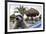 Raccoon (Procyon Lotor) Foraging On Beach For Food Left Behind By Tourists-Sam Hobson-Framed Photographic Print