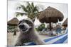 Raccoon (Procyon Lotor) Foraging On Beach For Food Left Behind By Tourists-Sam Hobson-Mounted Photographic Print