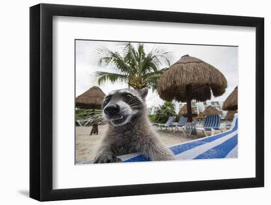 Raccoon (Procyon Lotor) Foraging On Beach For Food Left Behind By Tourists-Sam Hobson-Framed Photographic Print