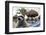 Raccoon (Procyon Lotor) Foraging On Beach For Food Left Behind By Tourists-Sam Hobson-Framed Photographic Print