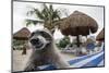 Raccoon (Procyon Lotor) Foraging On Beach For Food Left Behind By Tourists-Sam Hobson-Mounted Photographic Print