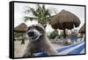 Raccoon (Procyon Lotor) Foraging On Beach For Food Left Behind By Tourists-Sam Hobson-Framed Stretched Canvas