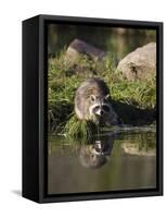 Raccoon (Racoon) (Procyon Lotor) at Waters Edge with Reflection, in Captivity, Minnesota, USA-James Hager-Framed Stretched Canvas