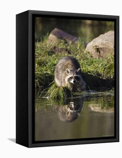 Raccoon (Racoon) (Procyon Lotor) at Waters Edge with Reflection, in Captivity, Minnesota, USA-James Hager-Framed Stretched Canvas