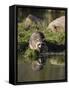 Raccoon (Racoon) (Procyon Lotor) at Waters Edge with Reflection, in Captivity, Minnesota, USA-James Hager-Framed Stretched Canvas