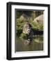 Raccoon (Racoon) (Procyon Lotor) at Waters Edge with Reflection, in Captivity, Minnesota, USA-James Hager-Framed Premium Photographic Print