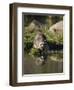 Raccoon (Racoon) (Procyon Lotor) at Waters Edge with Reflection, in Captivity, Minnesota, USA-James Hager-Framed Photographic Print