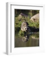 Raccoon (Racoon) (Procyon Lotor) at Waters Edge with Reflection, in Captivity, Minnesota, USA-James Hager-Framed Photographic Print