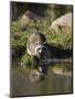 Raccoon (Racoon) (Procyon Lotor) at Waters Edge with Reflection, in Captivity, Minnesota, USA-James Hager-Mounted Photographic Print