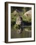 Raccoon (Racoon) (Procyon Lotor) at Waters Edge with Reflection, in Captivity, Minnesota, USA-James Hager-Framed Photographic Print