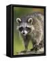 Raccoon (Racoon) (Procyon Lotor), in Captivity, Minnesota Wildlife Connection, Minnesota, USA-James Hager-Framed Stretched Canvas